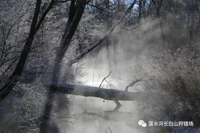 梦幻西游手游