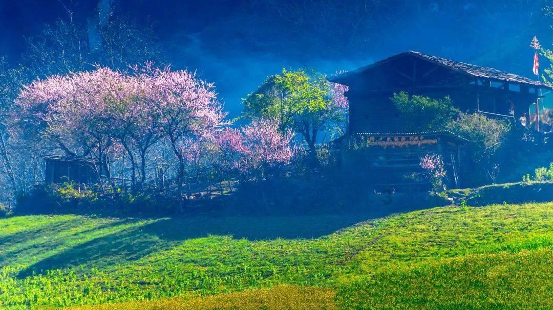 早熟葡萄苗多少天?- 专业问答平台