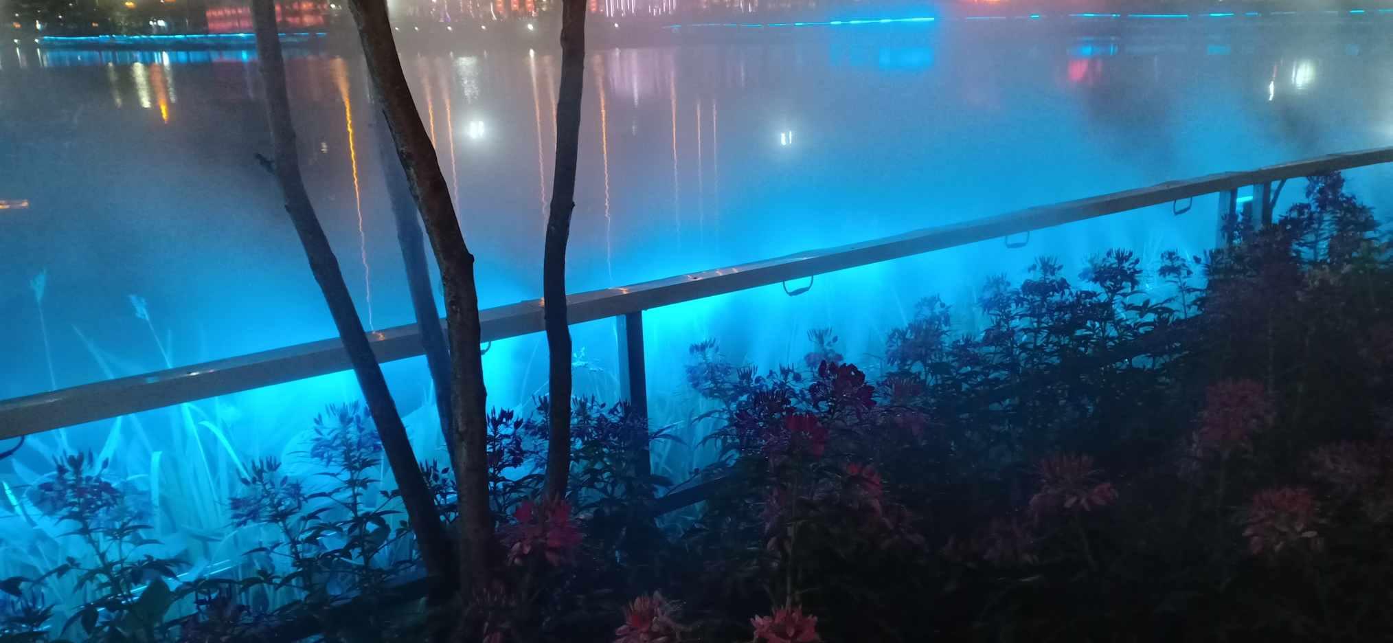 可爱啄木鸟逃脱